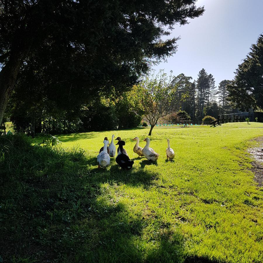 Poripori Homestead Tauranga Eksteriør billede